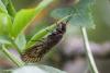 Sialis sp.